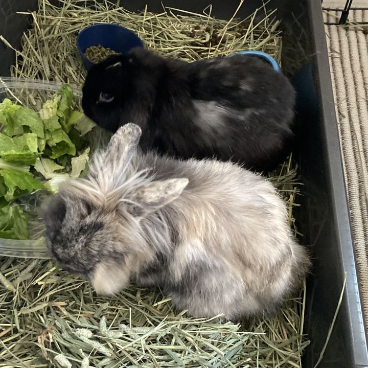 Lionhead 2024 holland lop