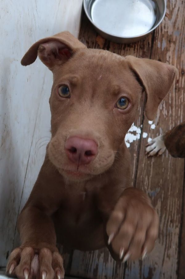 Malcolm!  BEAUTIFUL WITH YOUNG CHILDREN! Exquisite, Calm, Behaved PUPPY!