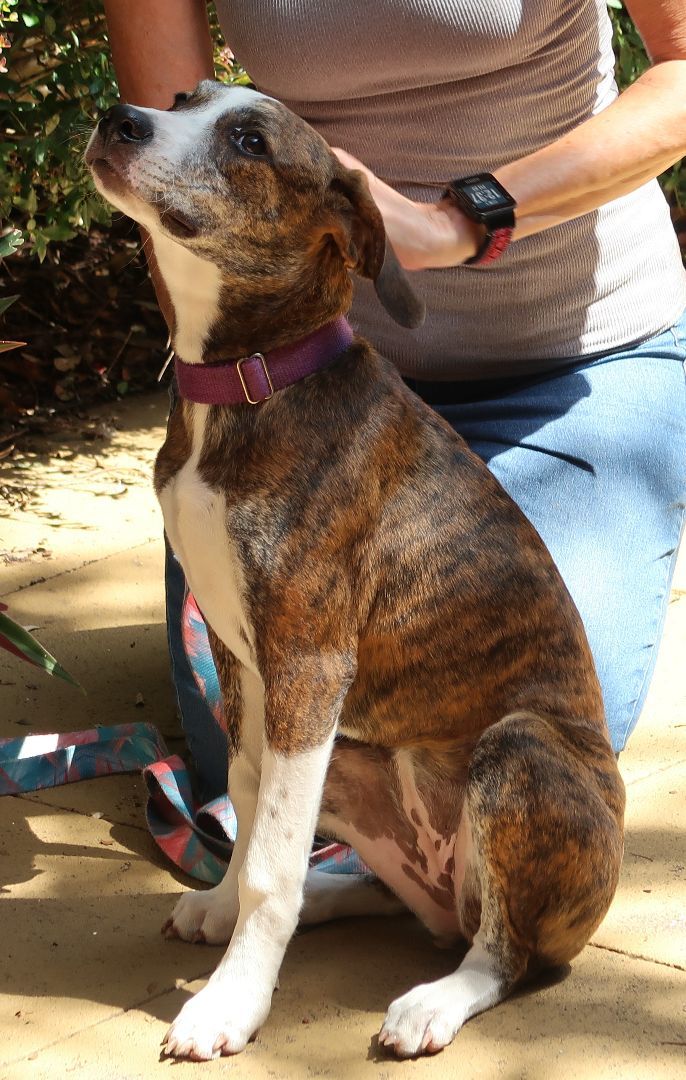Abigail!  Remarkable Demeanor! Puppy!, an adoptable Italian Greyhound & Hound Mix in St. Petersburg, FL_image-2