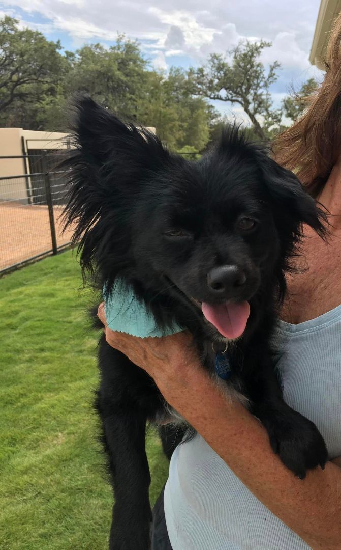 Levi is in Washington!, an adoptable Papillon in Port Coquitlam, BC, V3B 6G2 | Photo Image 3