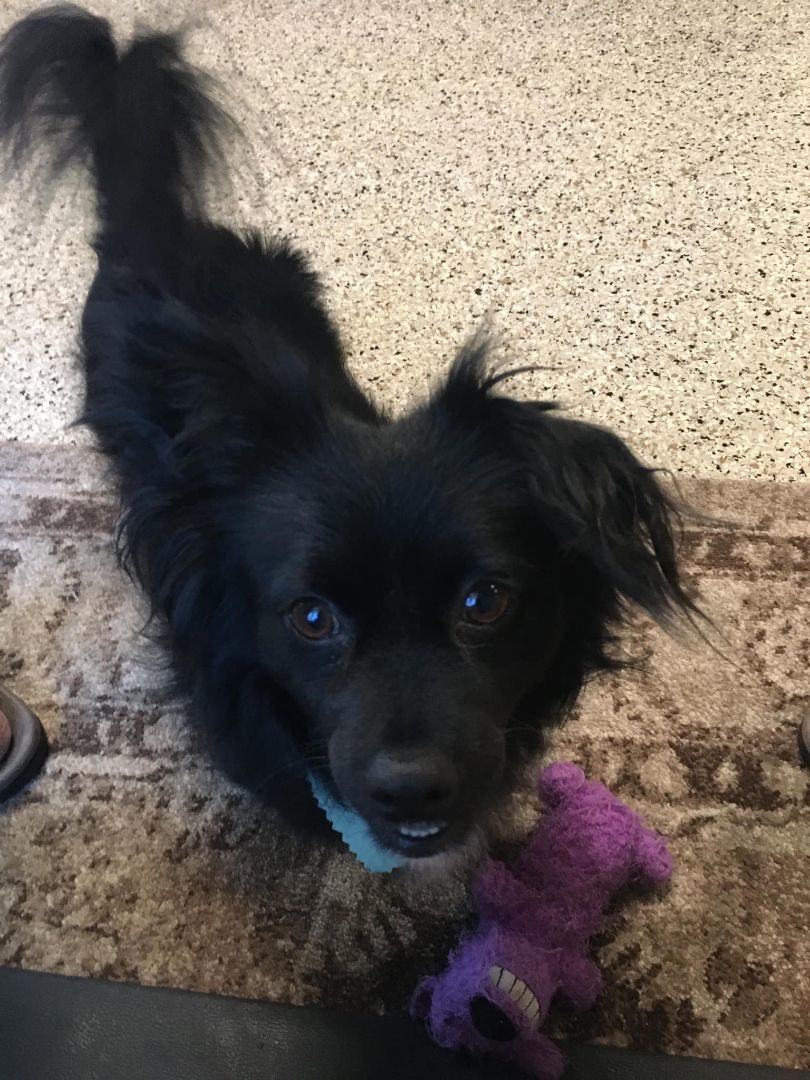 Levi is in Washington!, an adoptable Papillon in Port Coquitlam, BC, V3B 6G2 | Photo Image 4