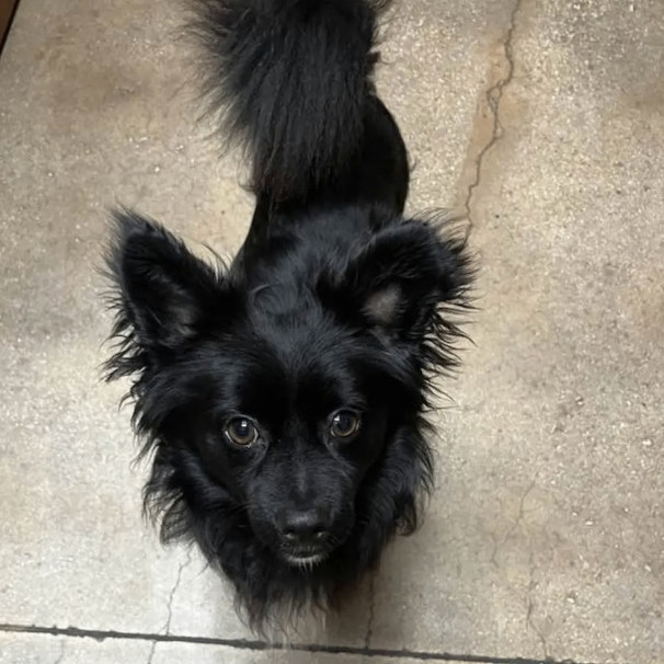 Levi is in Washington!, an adoptable Papillon in Port Coquitlam, BC, V3B 6G2 | Photo Image 5