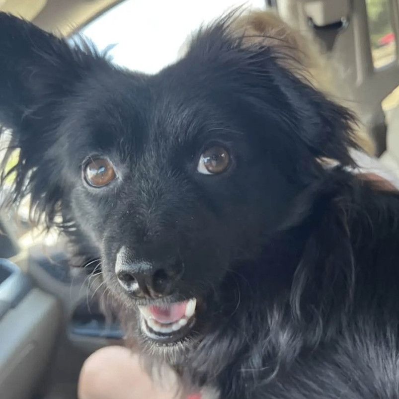Levi is in Washington!, an adoptable Papillon in Port Coquitlam, BC, V3B 6G2 | Photo Image 6