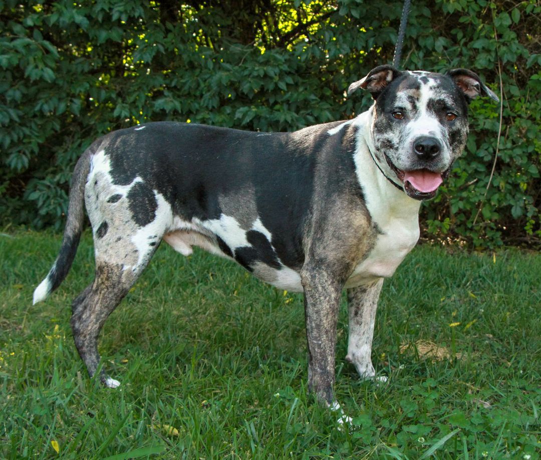 Catahoula and bulldog store mix