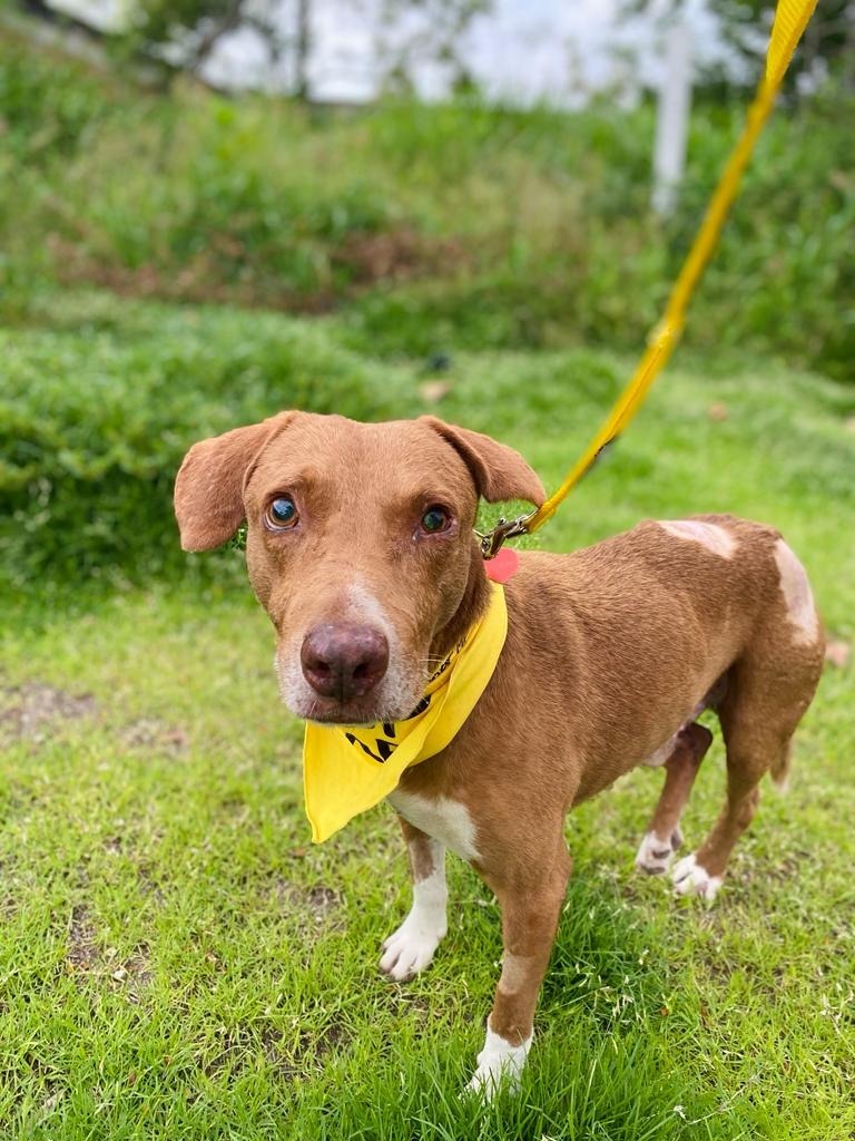 Roy, an adoptable Mixed Breed in San Juan de Abajo, NAY, 63732 | Photo Image 6