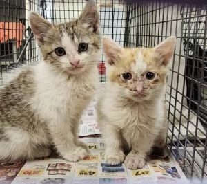 Urgent! Fosters needed for m/f kittens & adults