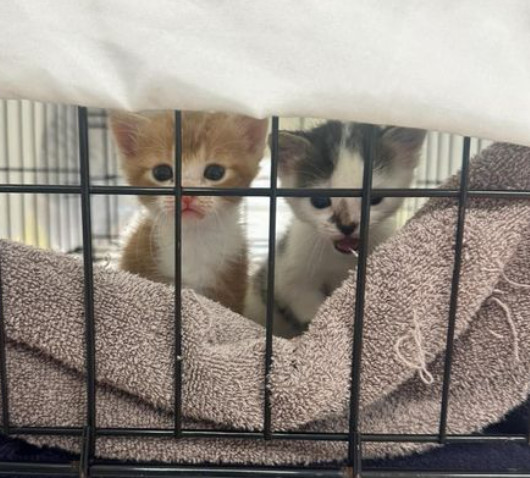 Urgent! Fosters needed for m/f kittens & adults