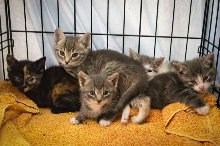 Urgent! Fosters needed for m/f kittens & adults 2