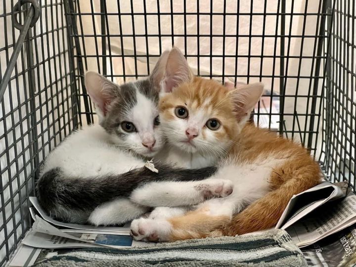 Urgent! Fosters needed for m/f kittens & adults 3