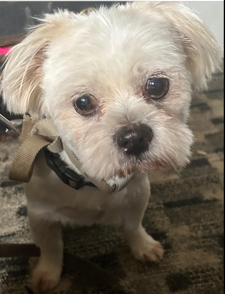 Buddy, an adoptable Pekingese in Huntington, NY, 11743 | Photo Image 1