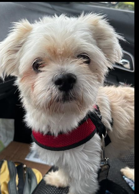 Buddy, an adoptable Pekingese in Huntington, NY, 11743 | Photo Image 2