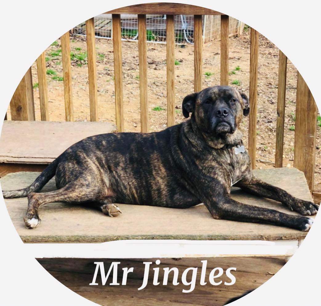 Mr Jingles 