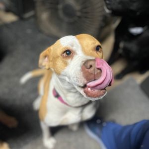 Juniper, Adult Female Pointer