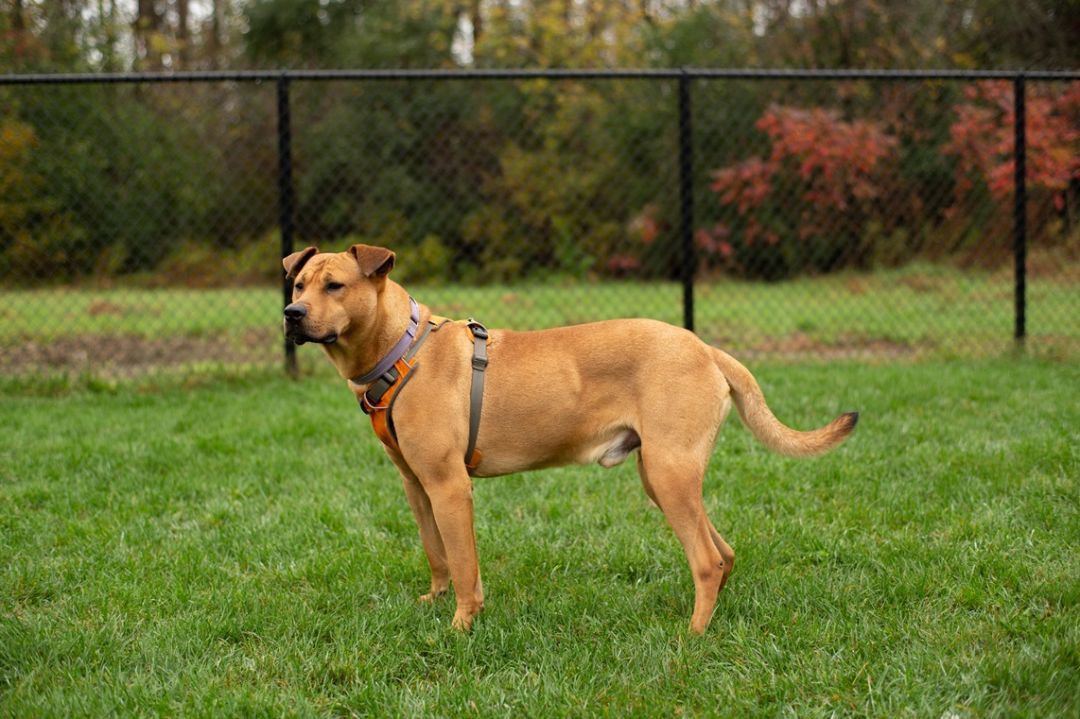 Freddie, an adoptable Tosa Inu in Montreal, QC, H4C 2E1 | Photo Image 3