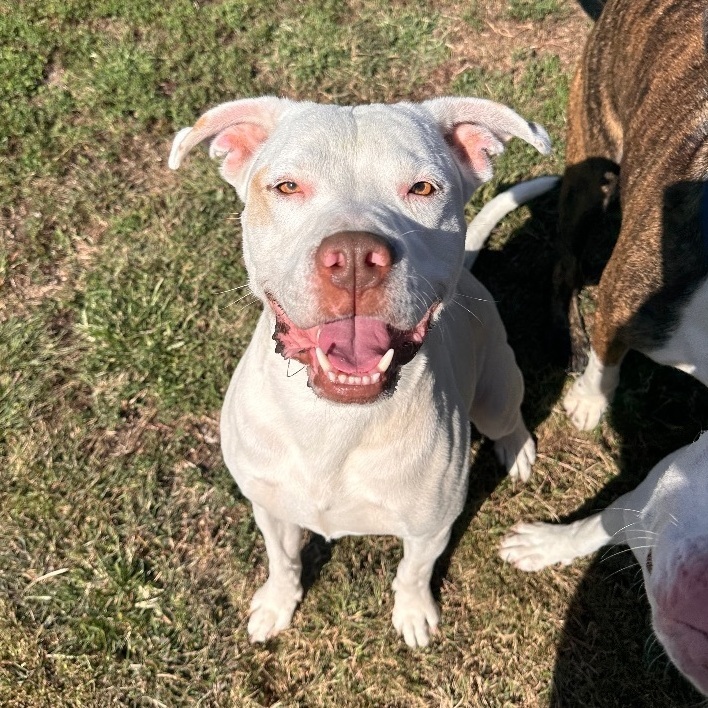 Dave, an adoptable Pit Bull Terrier in Kearney, NE, 68845 | Photo Image 1