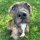 Dog for adoption - HOCUS POCUS, a Pit Bull Terrier in Toledo, OH