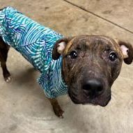 Dog for adoption - HOCUS POCUS, a Pit Bull Terrier in Toledo, OH