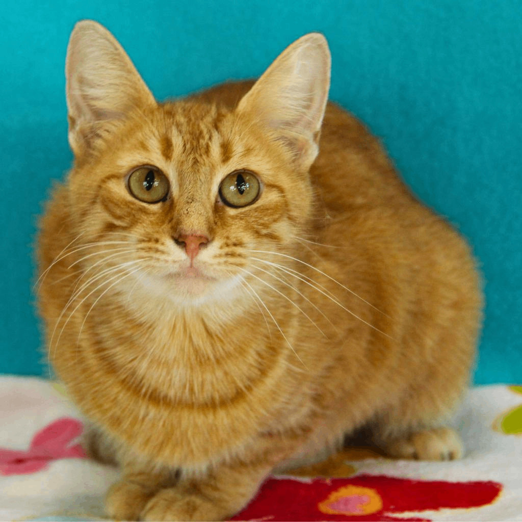 Cat for adoption Honey, a Domestic Short Hair in Evanston, IL Petfinder