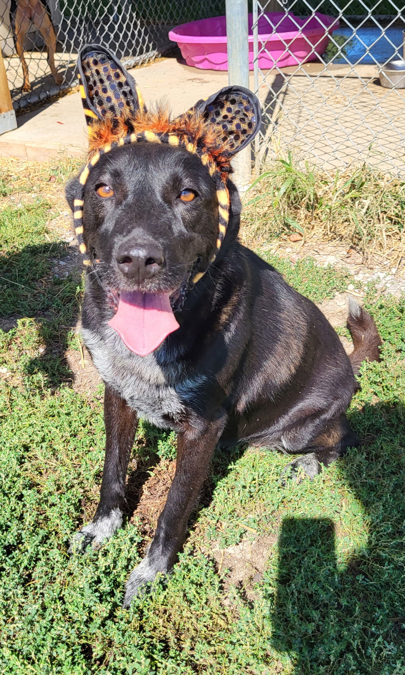 Sheba, an adoptable Black Labrador Retriever in Fairfield, IL, 62837 | Photo Image 2