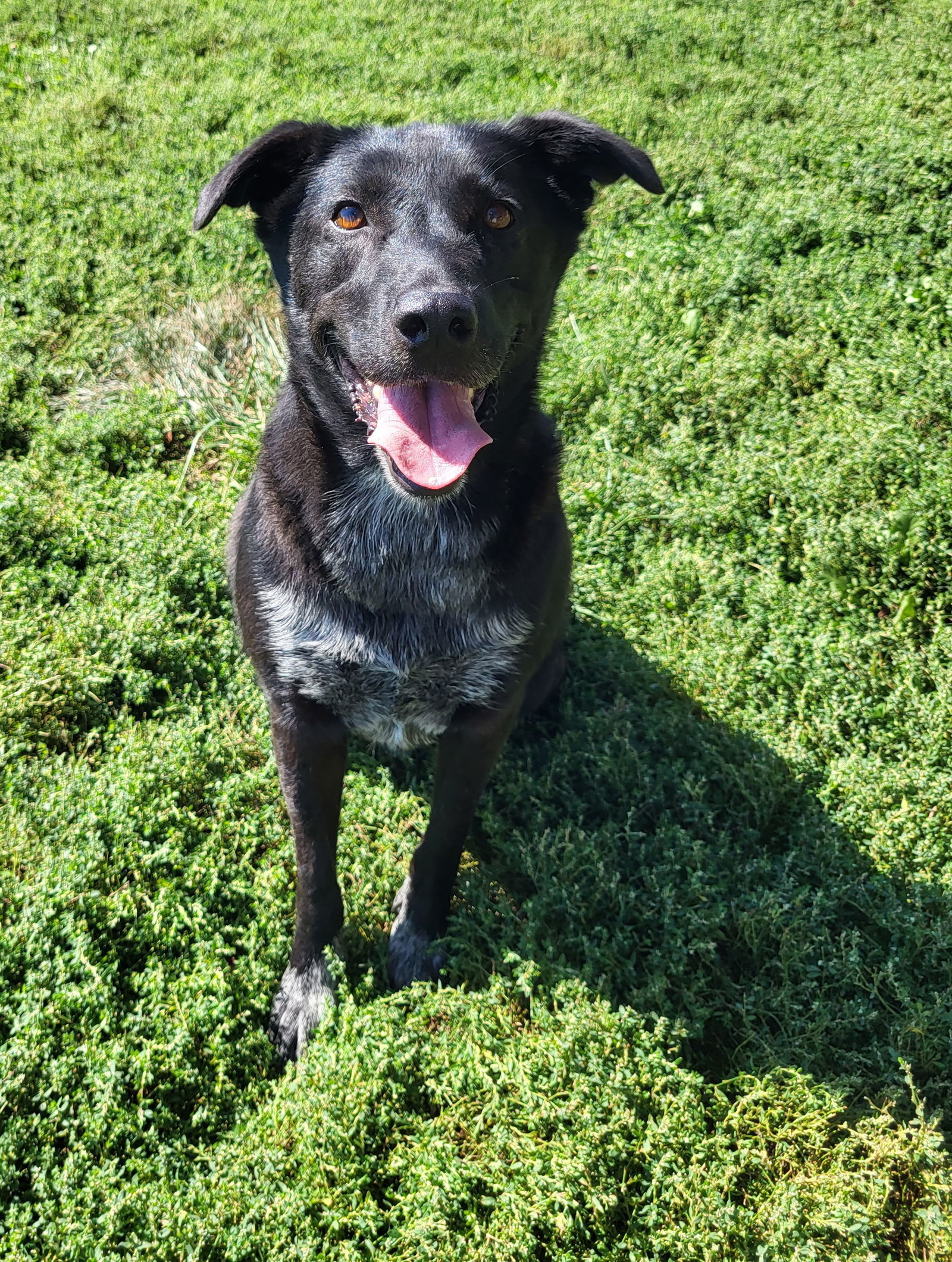 Sheba, an adoptable Black Labrador Retriever in Fairfield, IL, 62837 | Photo Image 1