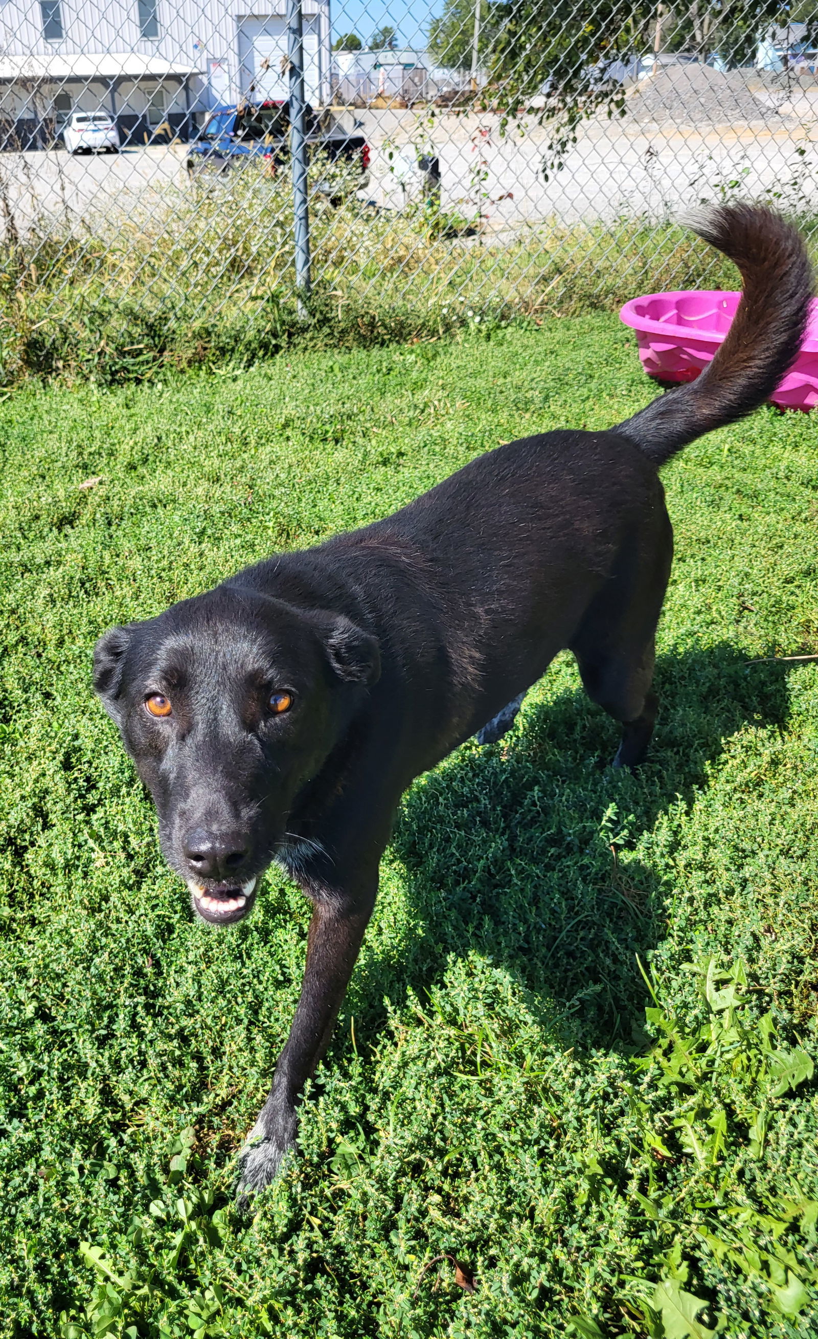 Sheba, an adoptable Black Labrador Retriever in Fairfield, IL, 62837 | Photo Image 3