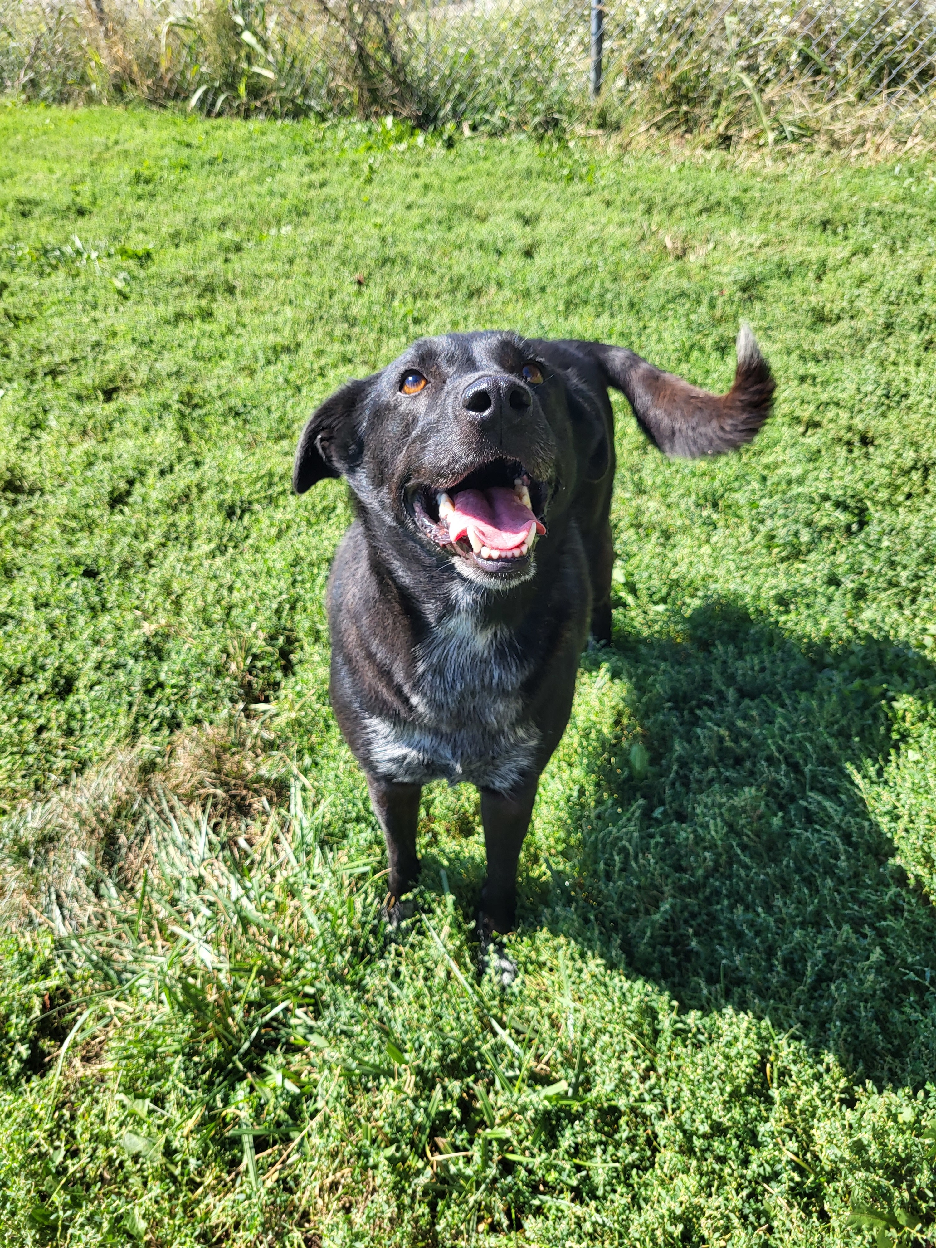 Sheba, an adoptable Black Labrador Retriever in Fairfield, IL, 62837 | Photo Image 4