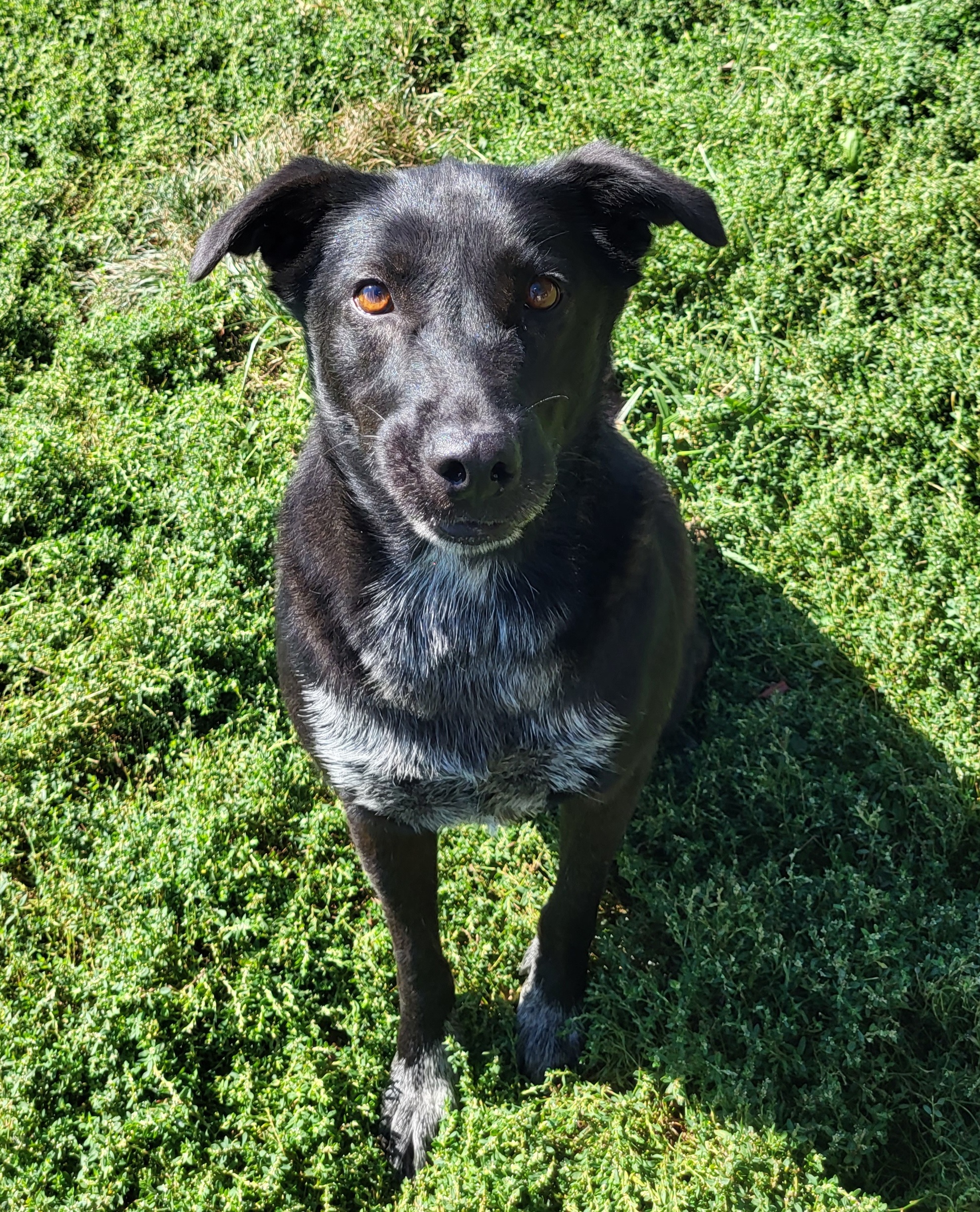 Sheba, an adoptable Black Labrador Retriever in Fairfield, IL, 62837 | Photo Image 5