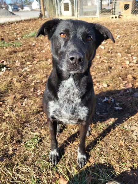 Sheba, an adoptable Black Labrador Retriever in Fairfield, IL, 62837 | Photo Image 6