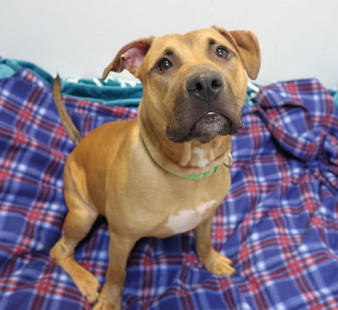 Dog for adoption - Santino, a Black Mouth Cur & American Staffordshire ...