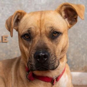 Belle, Adult Female Mixed Breed