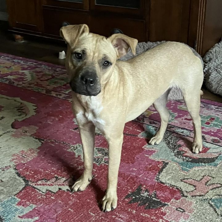 Belle 5