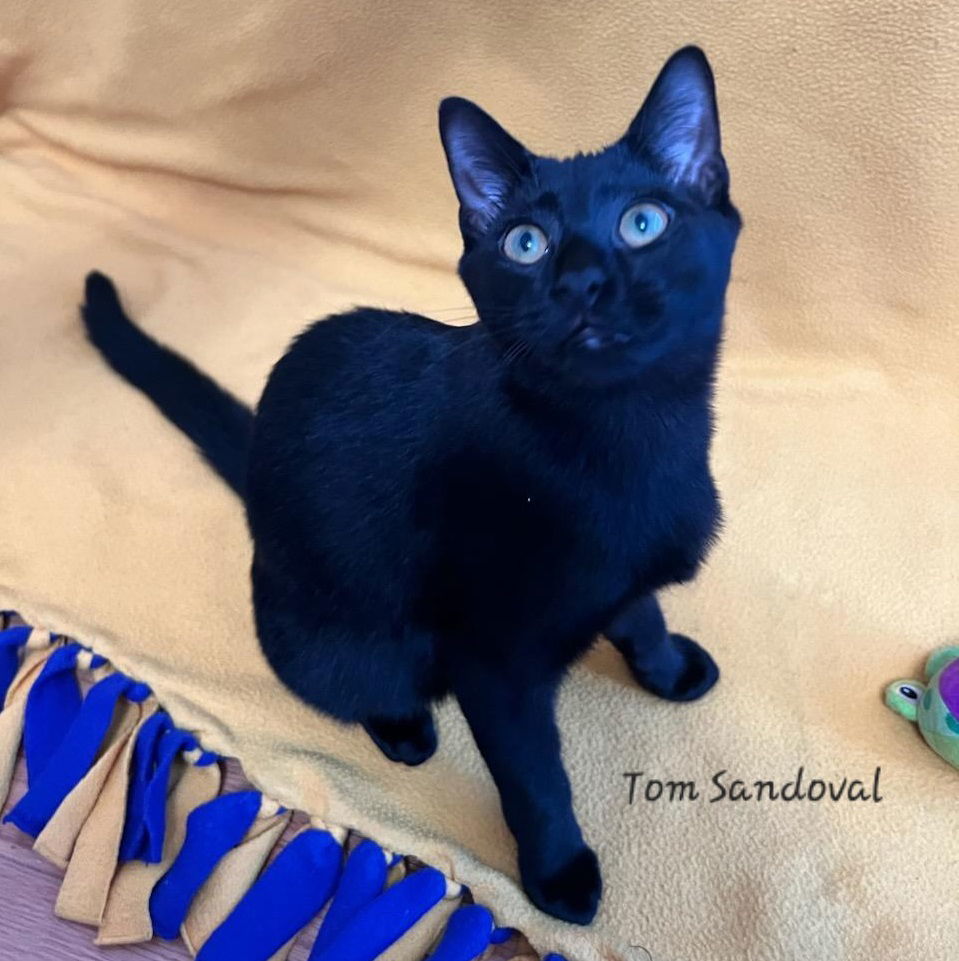 Tom Sandoval #plays-iPad-games, an adoptable Bombay, Domestic Short Hair in Houston, TX, 77005 | Photo Image 2