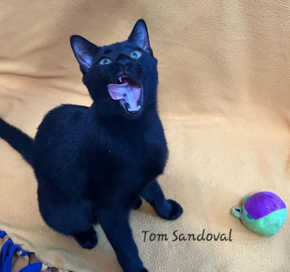 Tom Sandoval #plays-iPad-games, an adoptable Bombay, Domestic Short Hair in Houston, TX, 77005 | Photo Image 1