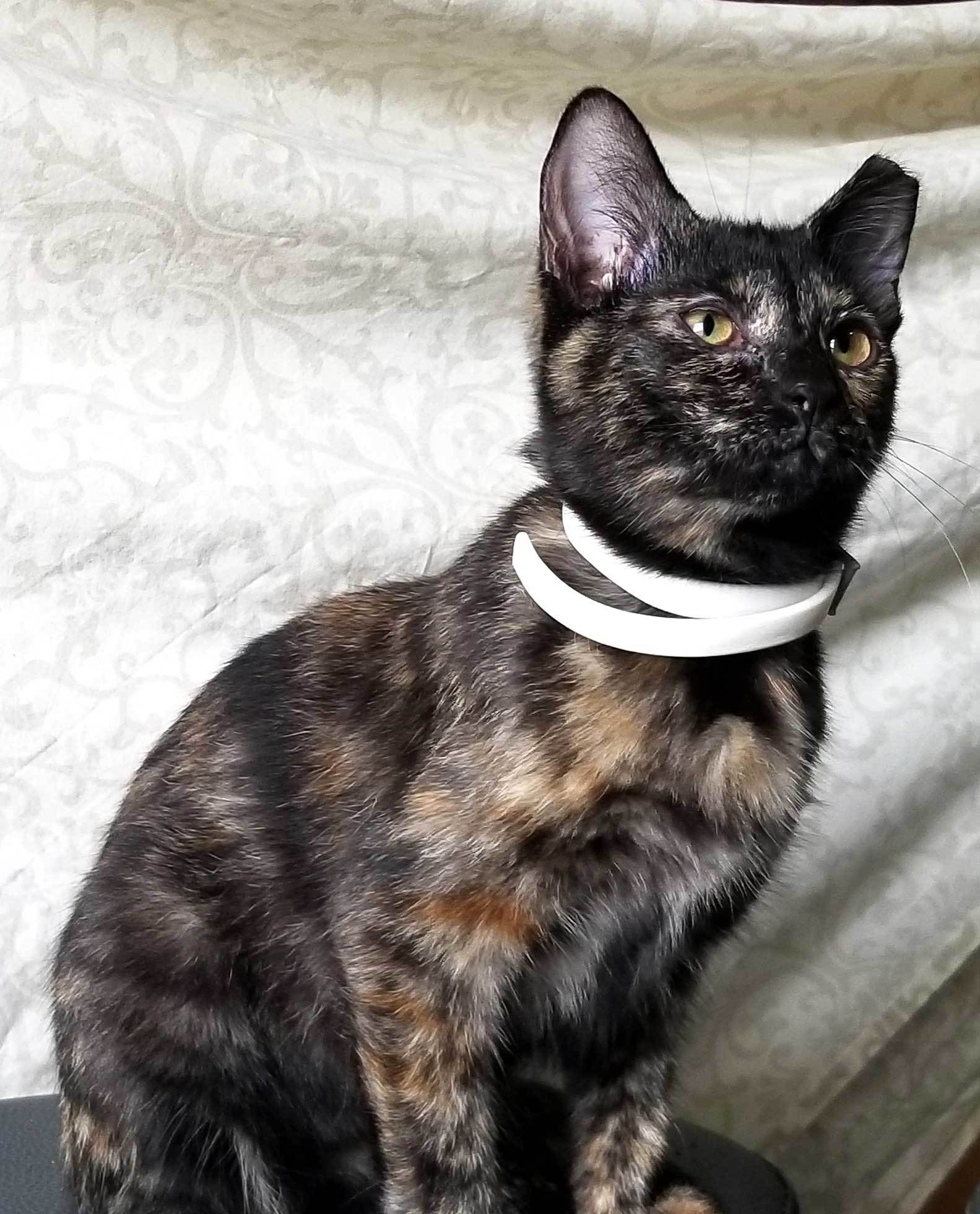 LITTLE MISS SPARKLES, an adoptable Tabby in Franklin, TN, 37069 | Photo Image 1