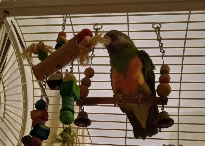 Squeaky 2
