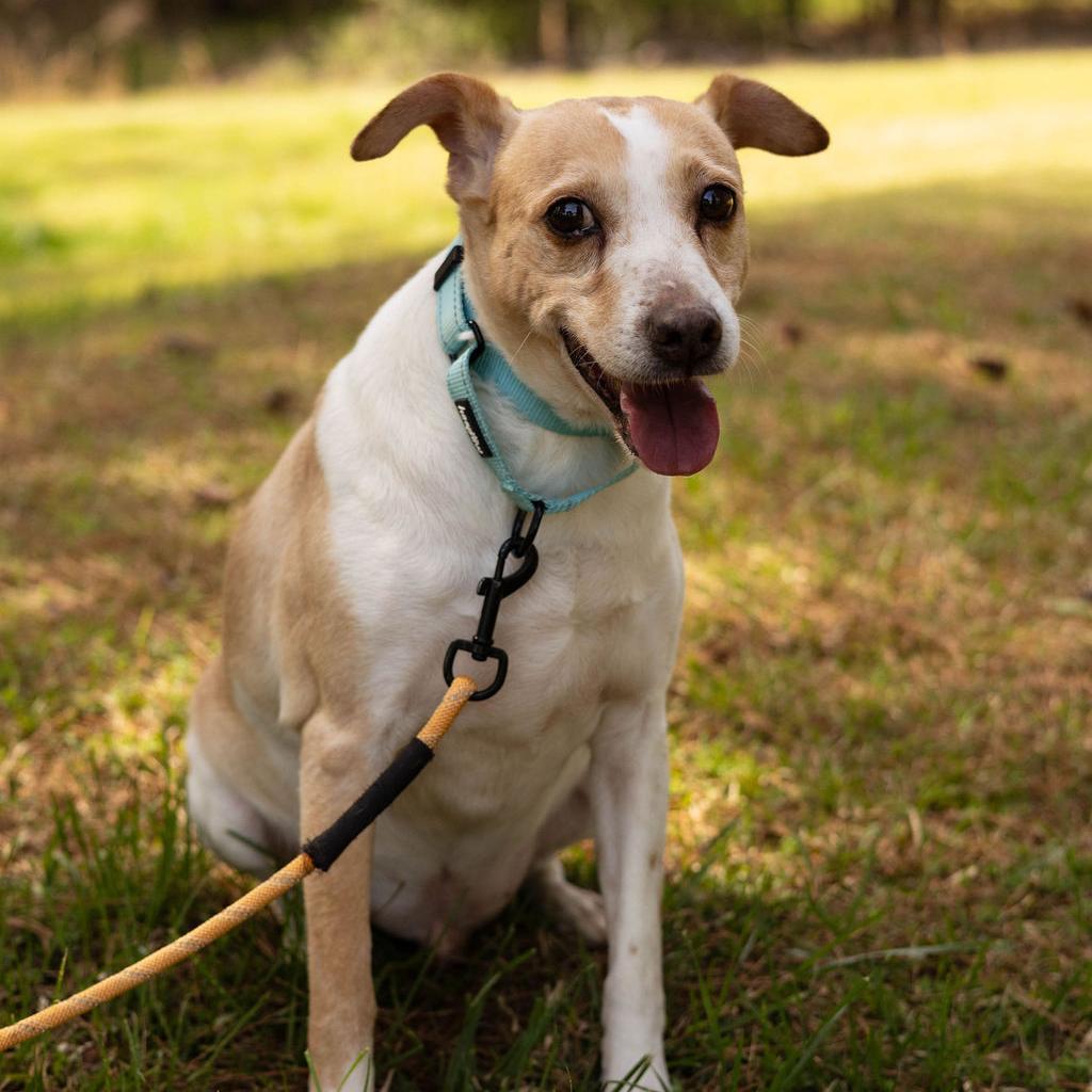 Bailey 09-2852