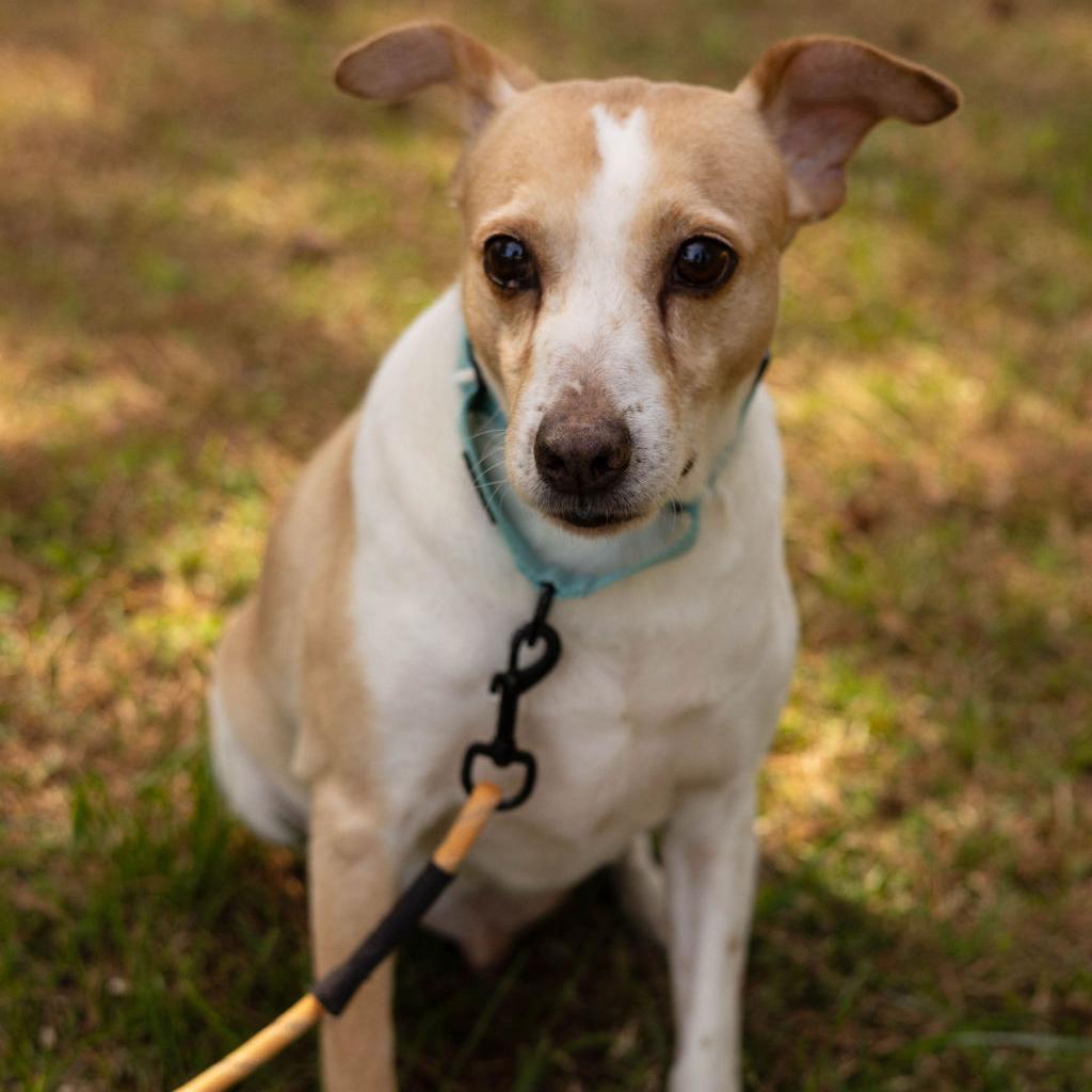 Bailey 09-2852