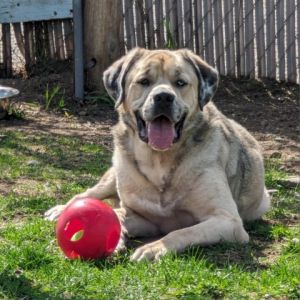 -Personality Bruno is a sweet boy who LOVES receiving pets He is goofy and loves playing with toys