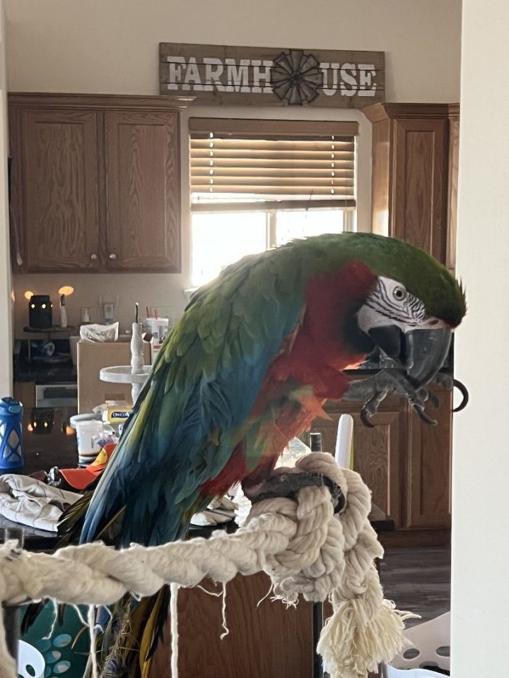 Sadie, an adoptable Macaw Mix in Salt Lake City, UT_image-2