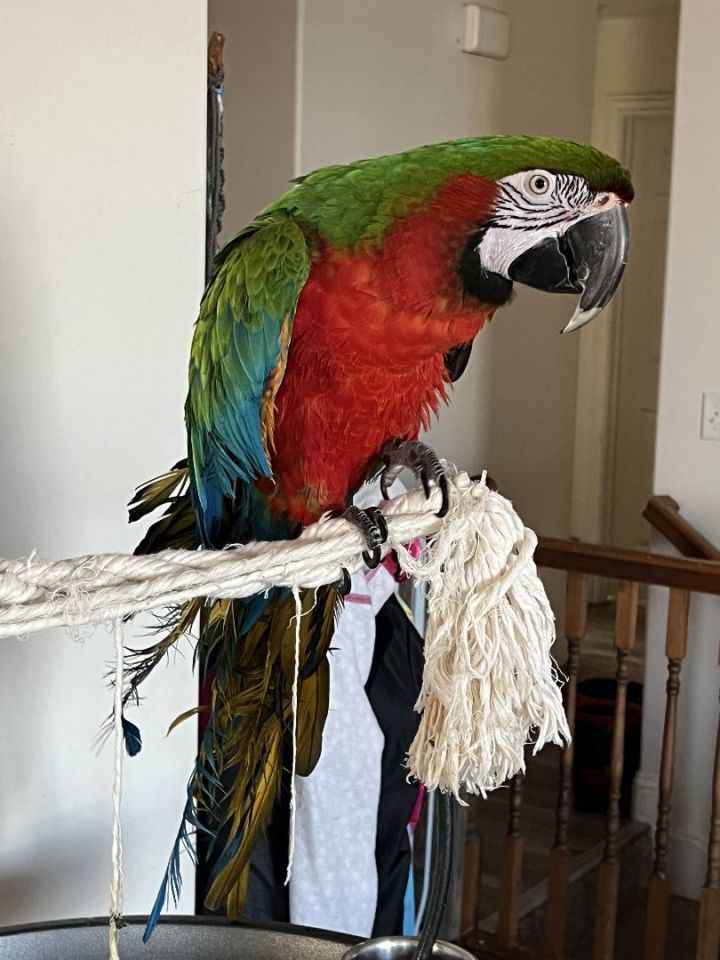 Sadie, an adoptable Macaw Mix in Salt Lake City, UT_image-1