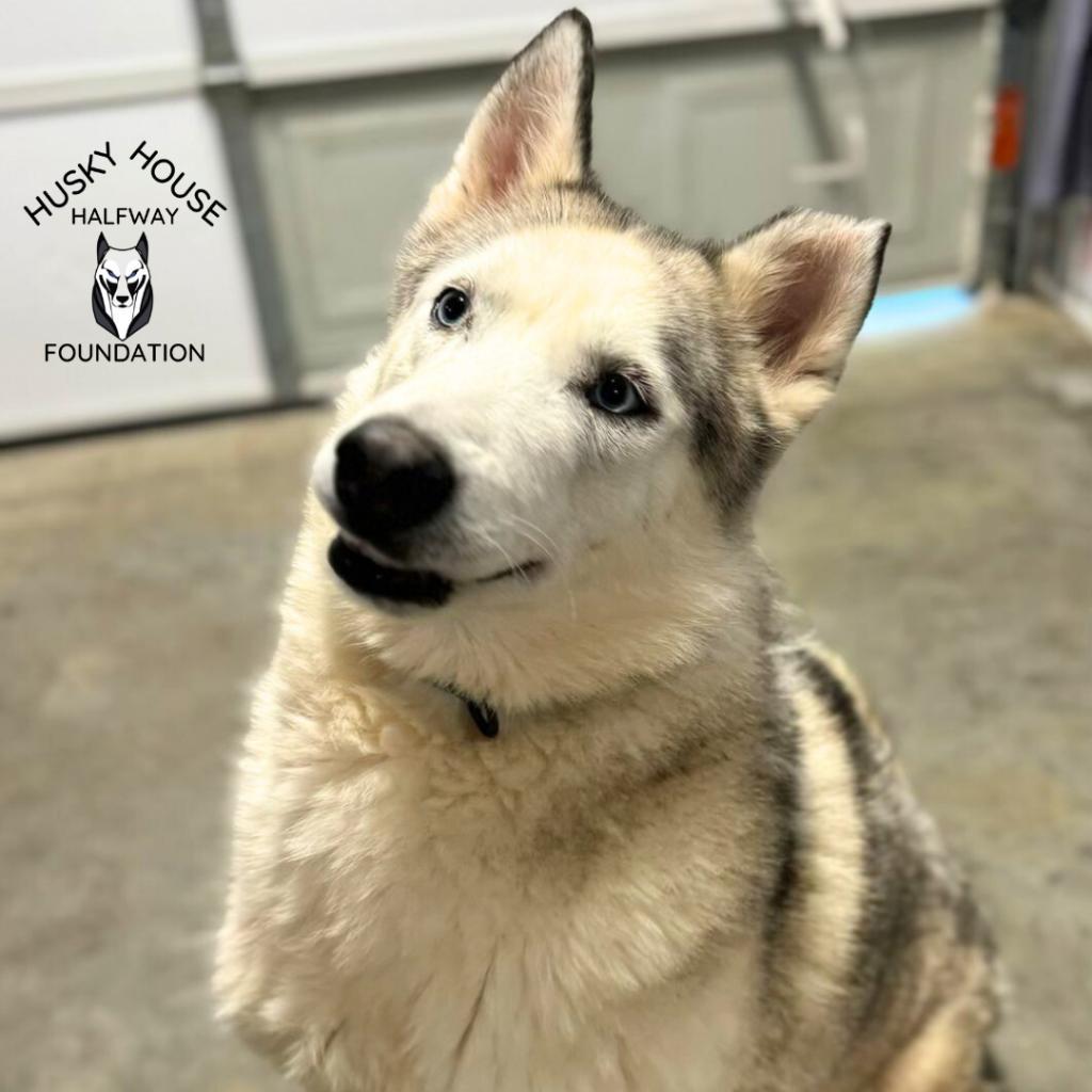Prince, an adoptable Husky in Eufaula, OK, 74432 | Photo Image 1