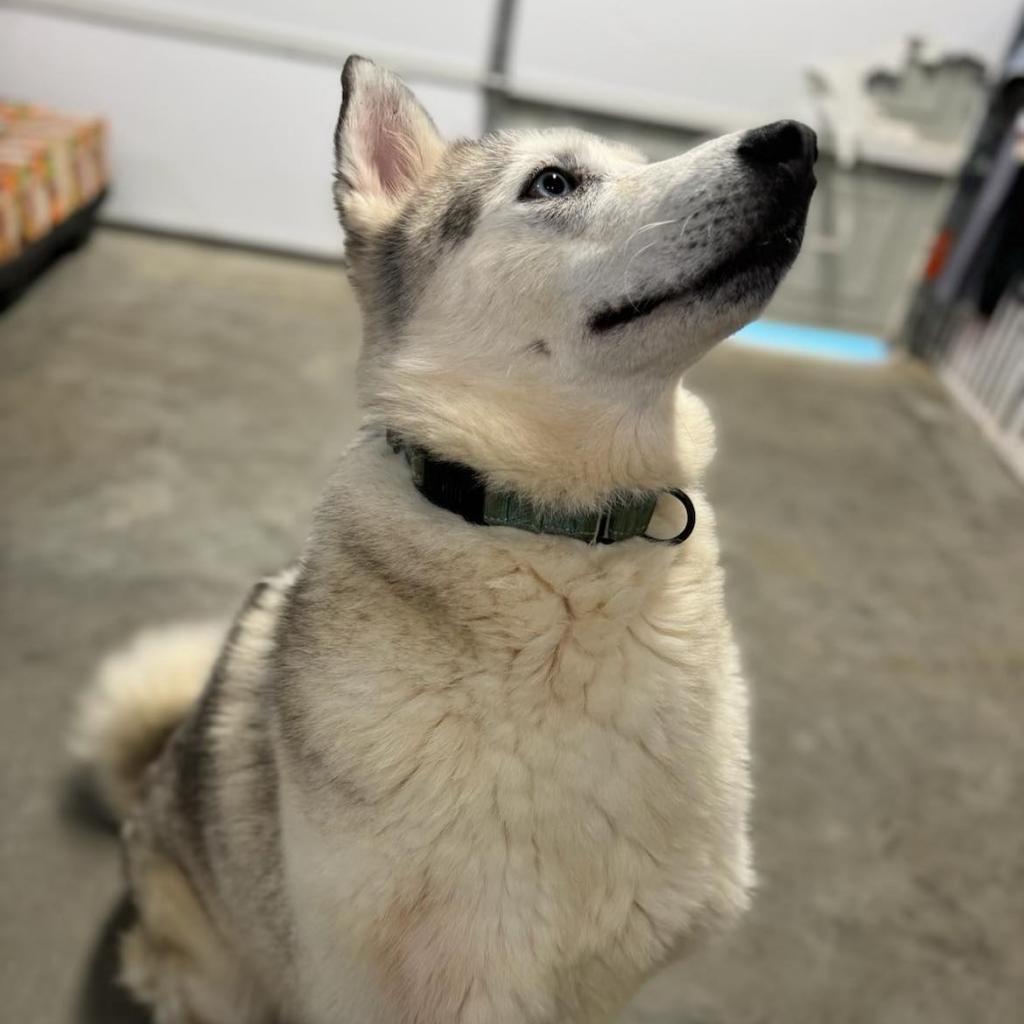 Prince, an adoptable Husky in Eufaula, OK, 74432 | Photo Image 2