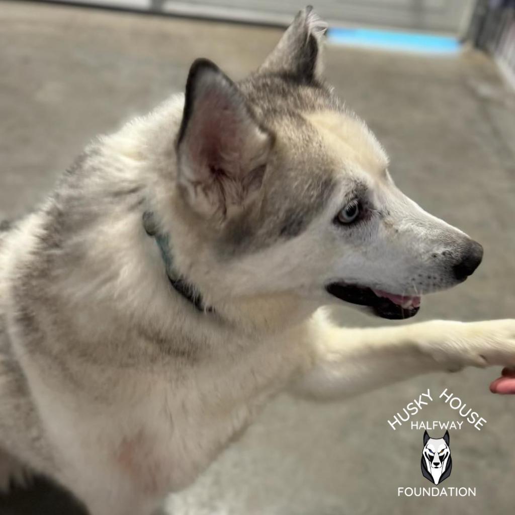 Prince, an adoptable Husky in Eufaula, OK, 74432 | Photo Image 3