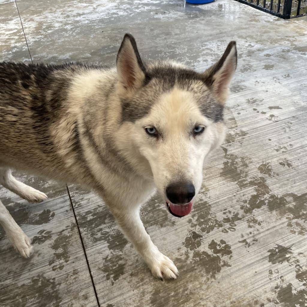 Prince, an adoptable Husky in Eufaula, OK, 74432 | Photo Image 4