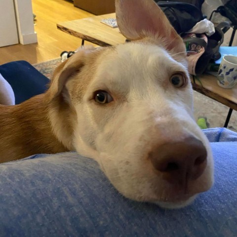 Balto, an adoptable Labrador Retriever, Husky in Bend, OR, 97702 | Photo Image 2