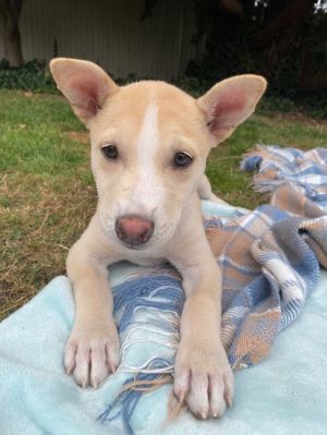 Aggie and Hank's #1 Male (Belgian Malinois/ Dutch Shepherd Cross puppy)