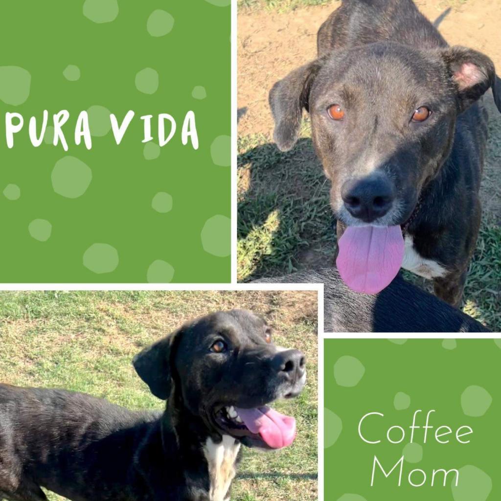 Pura Vida, an adoptable Plott Hound, Mixed Breed in Hackett, AR, 72937 | Photo Image 2