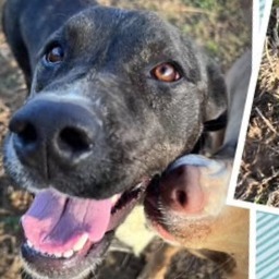 Pura Vida, an adoptable Plott Hound, Mixed Breed in Hackett, AR, 72937 | Photo Image 6