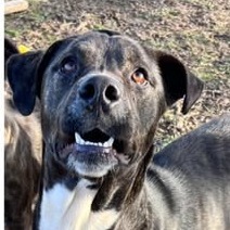 Pura Vida, an adoptable Plott Hound, Mixed Breed in Hackett, AR, 72937 | Photo Image 8