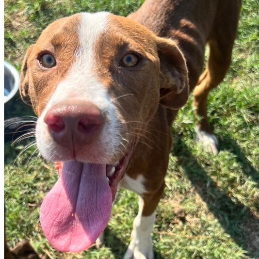 Kenco, an adoptable Hound, English Pointer in Hackett, AR, 72937 | Photo Image 1